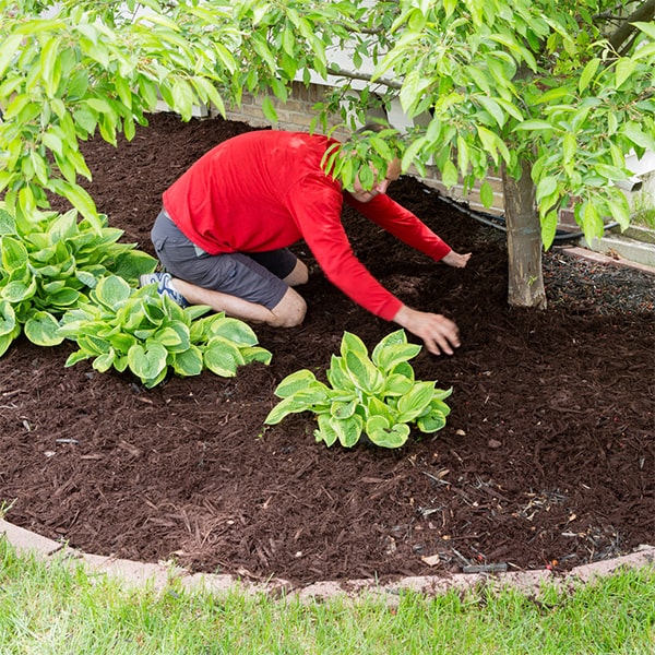 mulch installation acts as a protective barrier against erosion by reducing the impact of heavy rain and wind on the soil